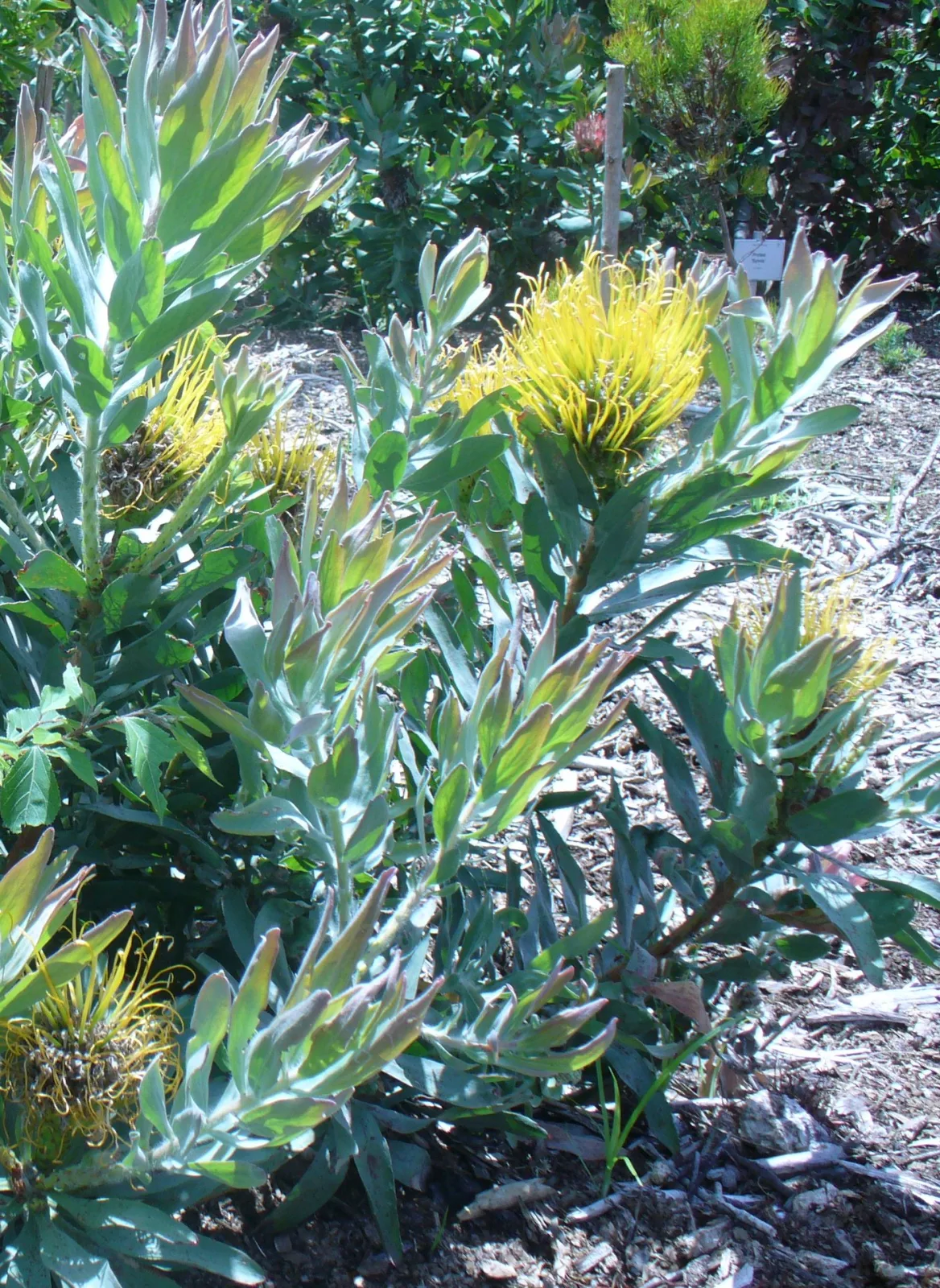 Leucospermum formosum