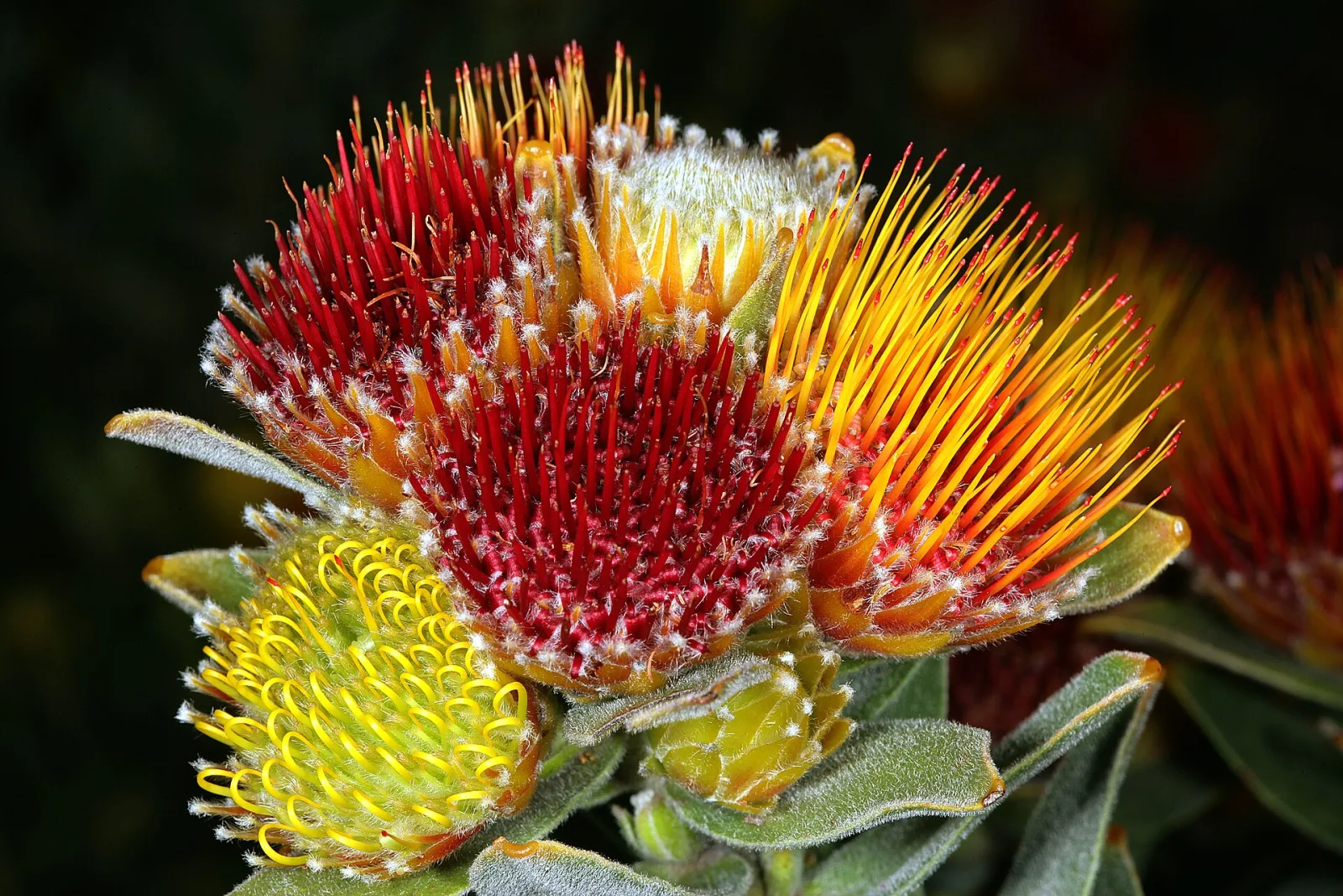 Leucospermum oleifolium
