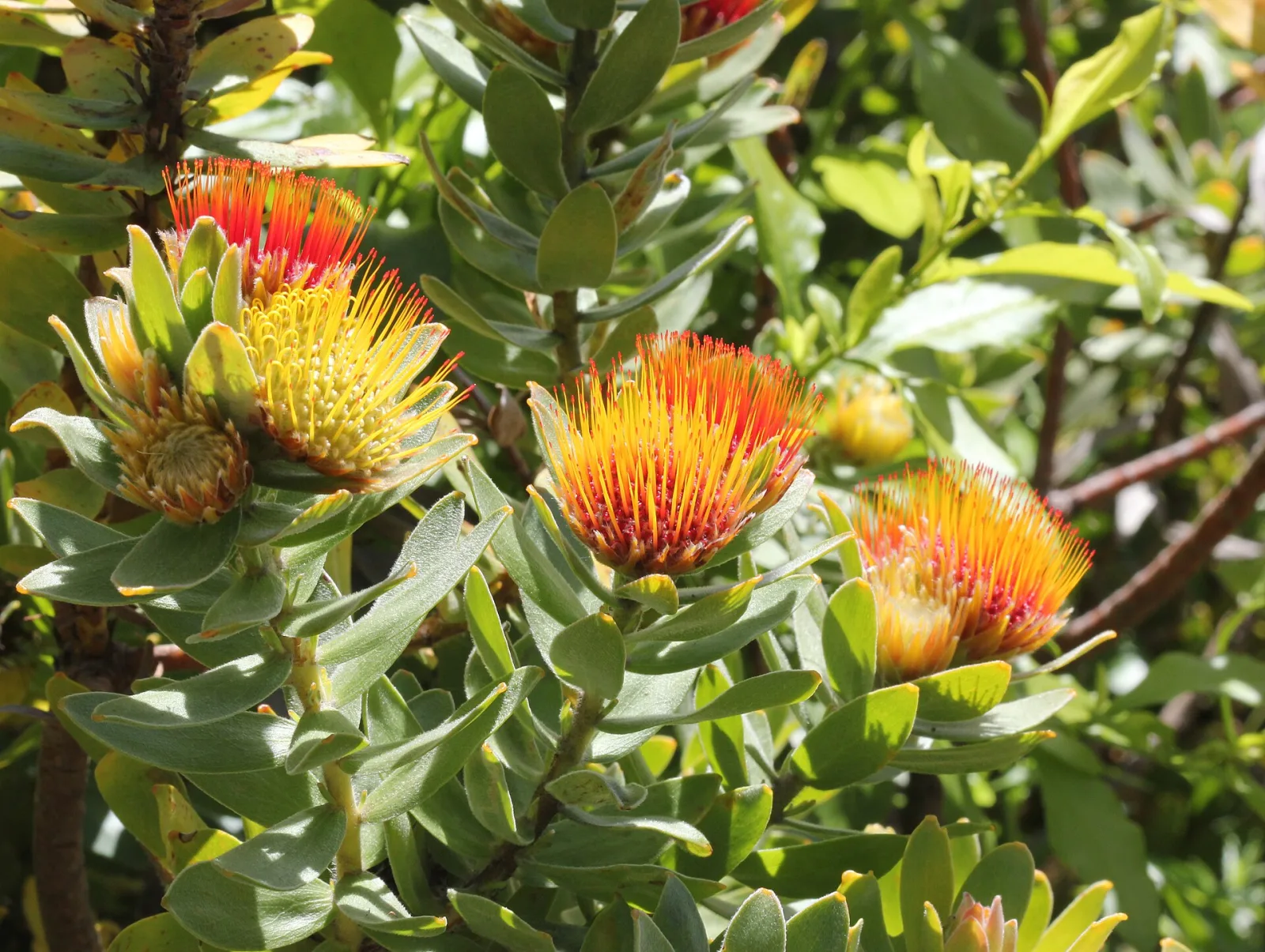 Leucospermum oleifolium