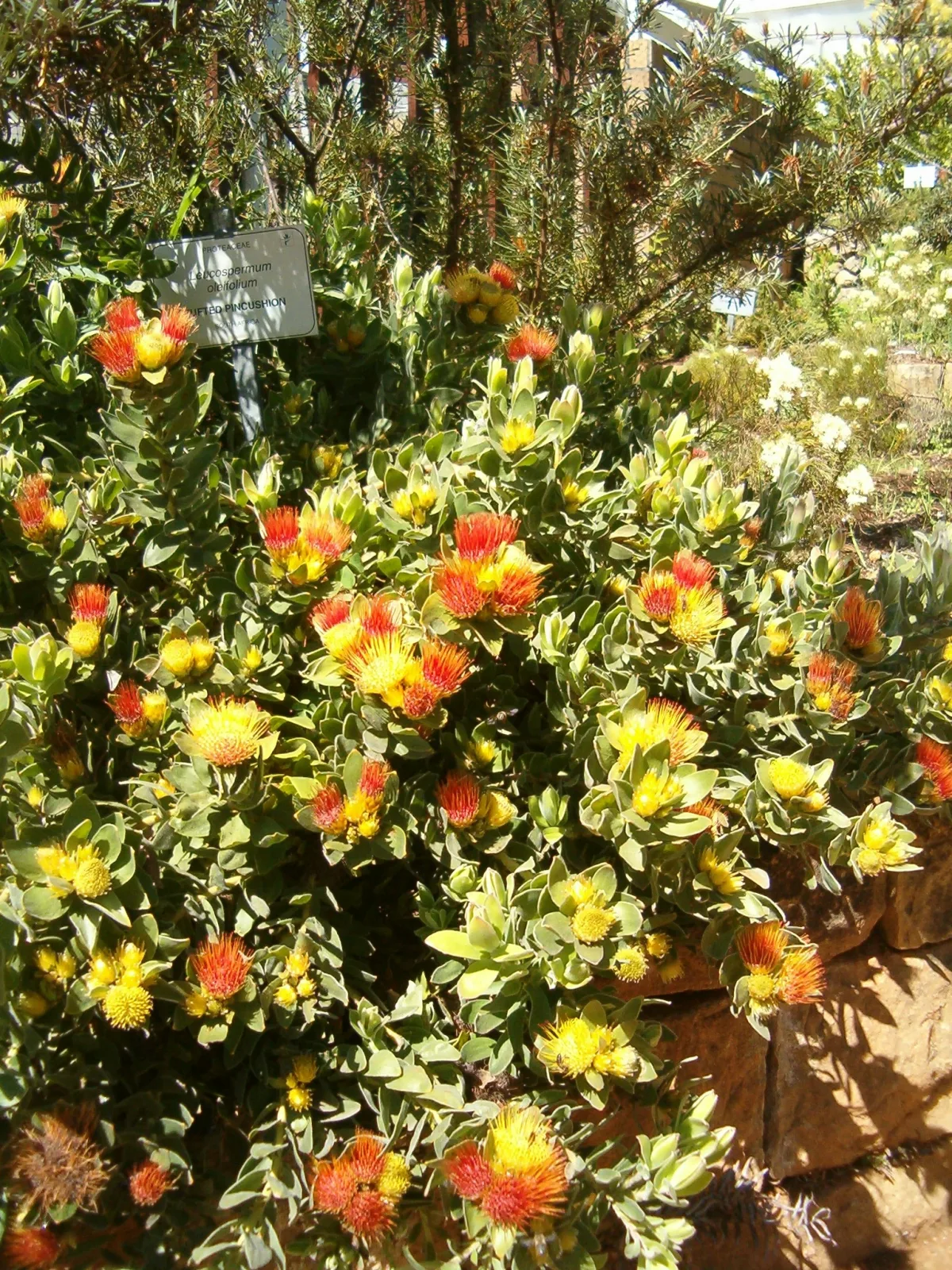 Leucospermum oleifolium