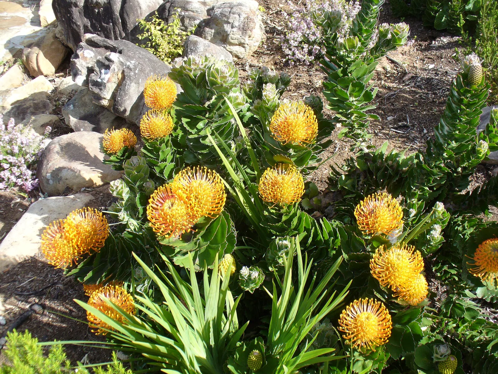 Leucospermum patersonii