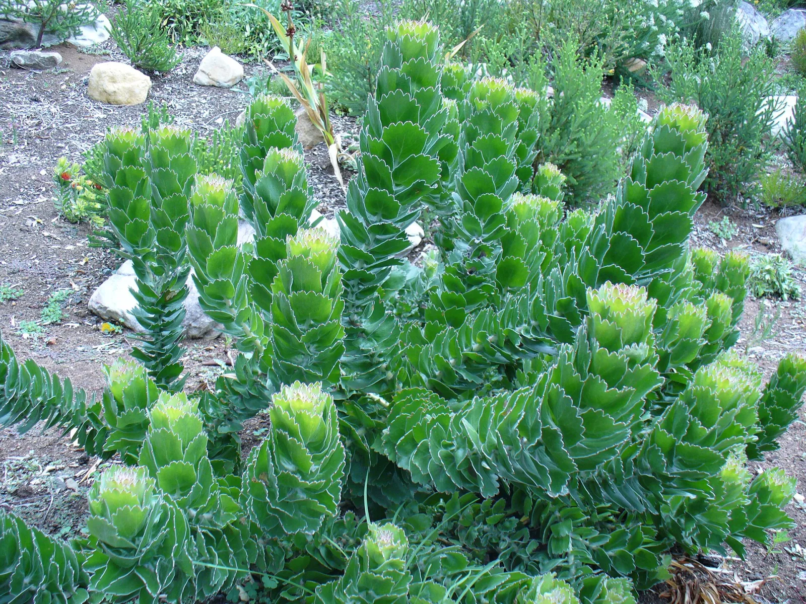 Leucospermum patersonii