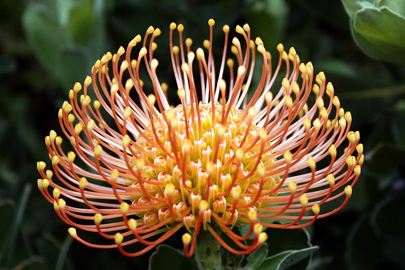 Leucospermum patersonii