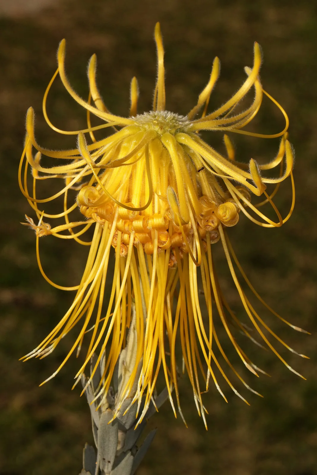 Leucospermum reflexum var luteum