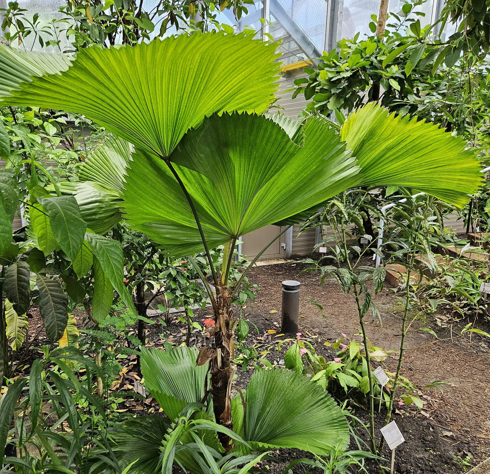 Licuala grandis