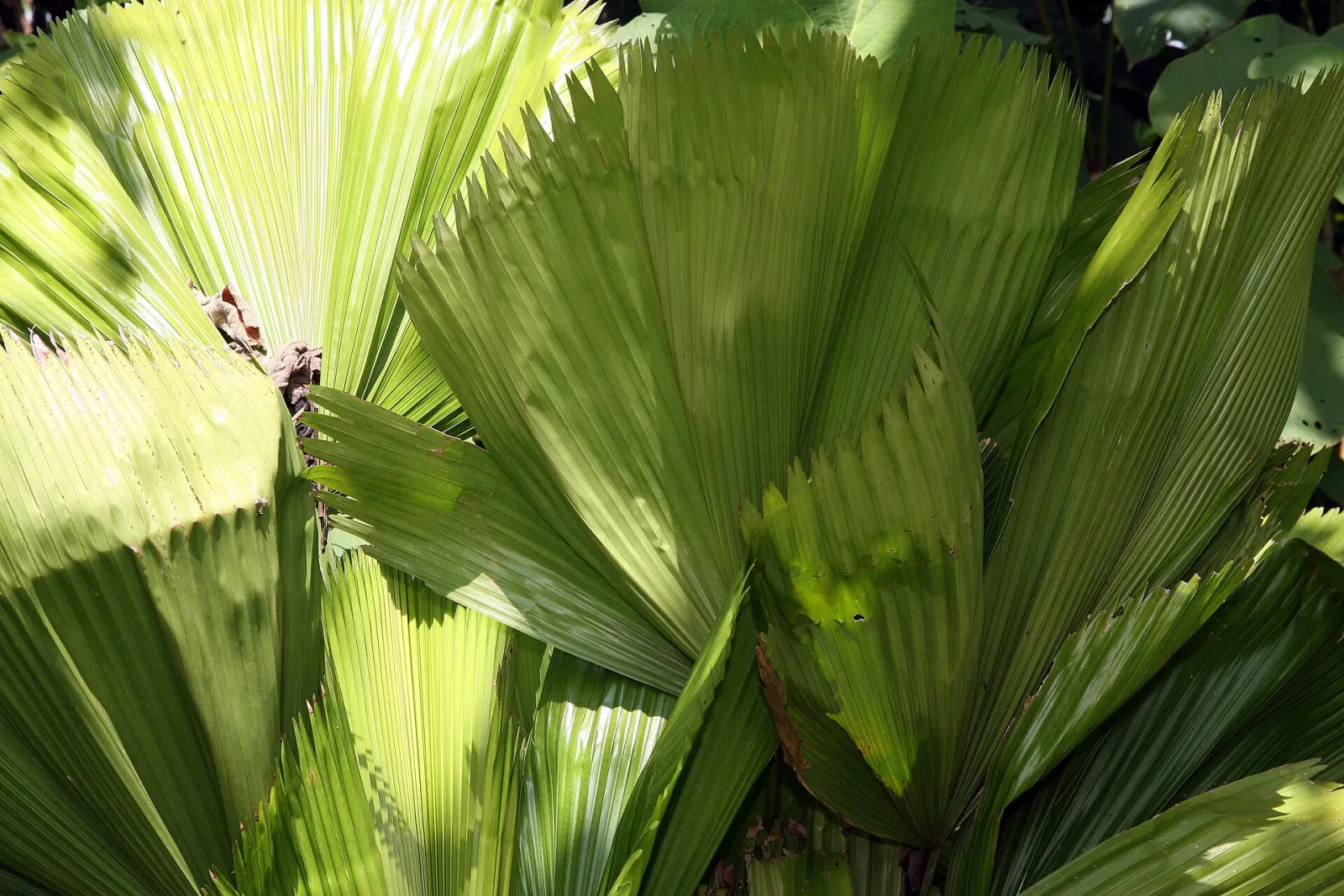 Licuala grandis