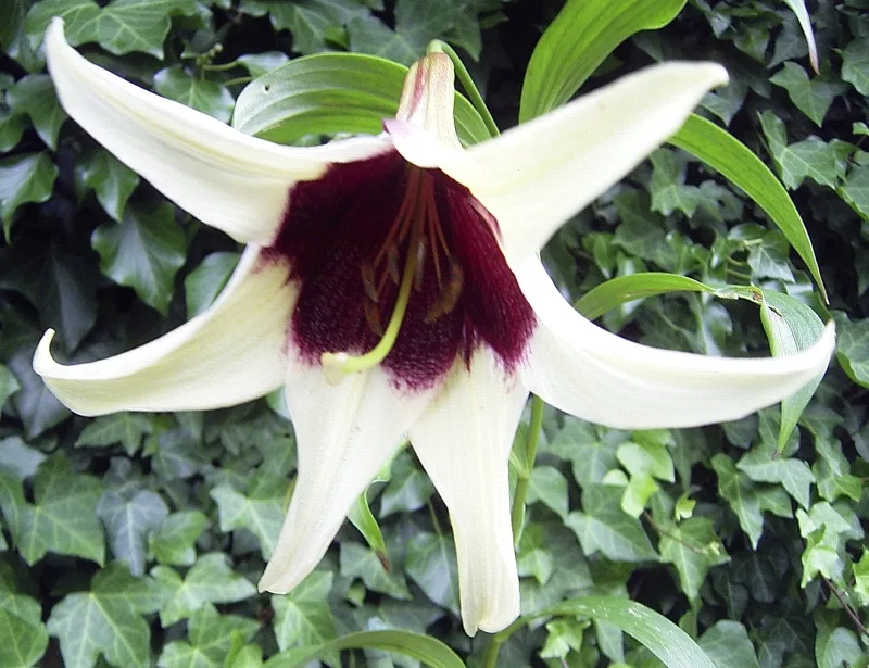 Lilium nepalense