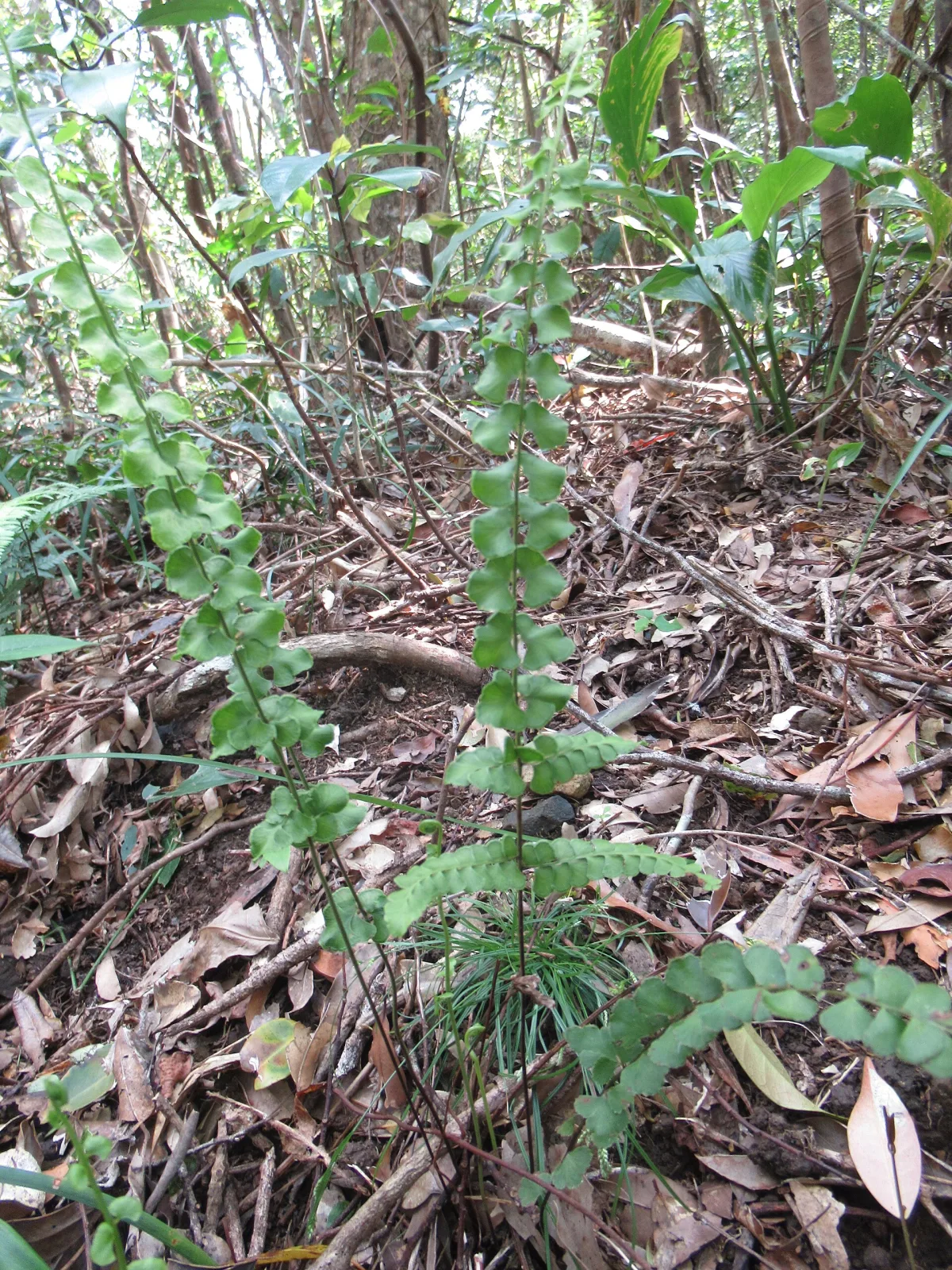 Lindsaea orbiculata