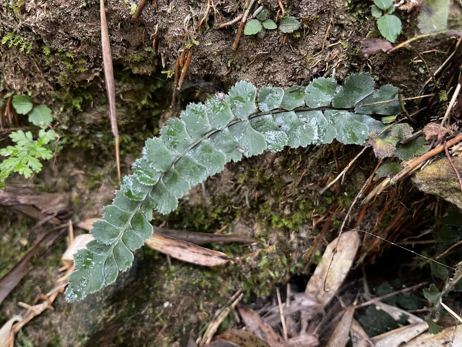 Lindsaea orbiculata