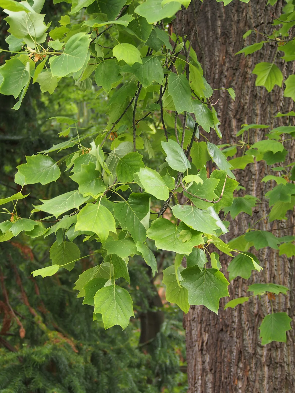 Liriodendron tulipifera