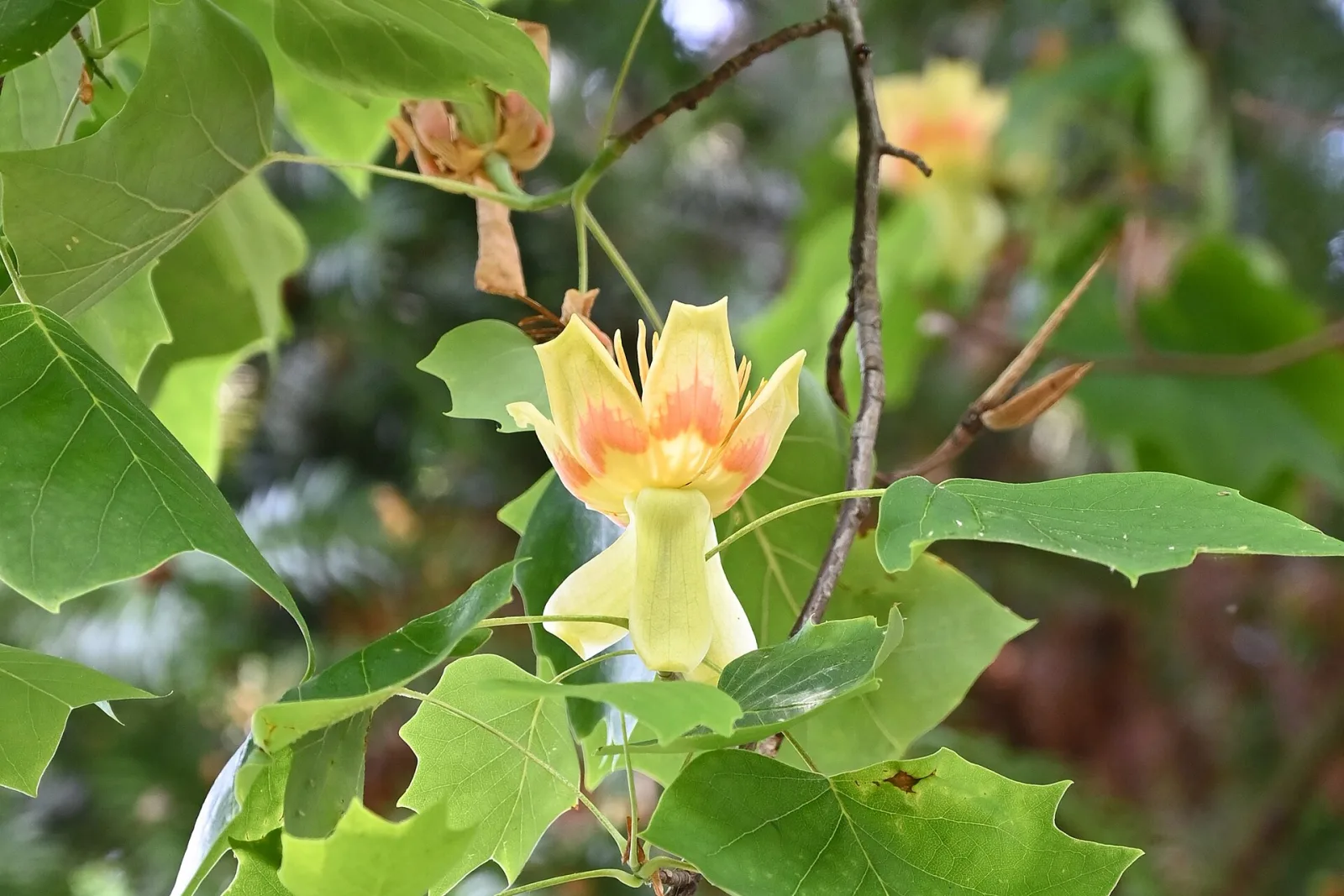 Liriodendron tulipifera