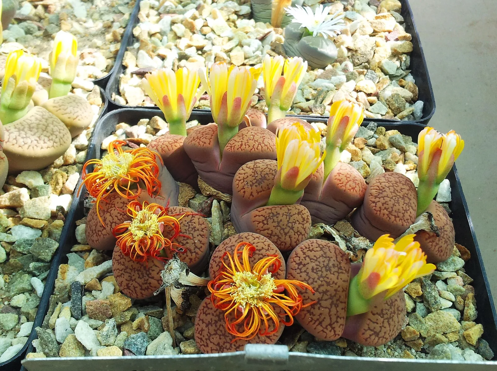 Lithops aucampiae koelemanii