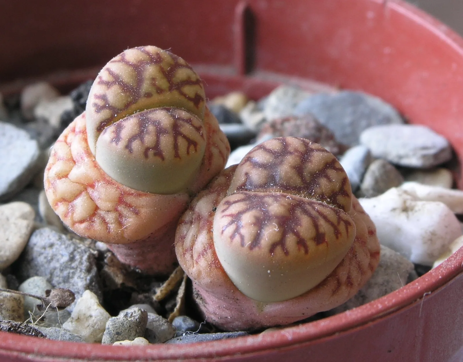 Lithops bromfieldii v. bromfieldii