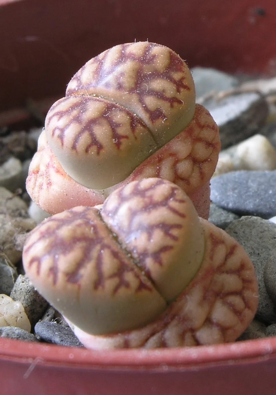 Lithops bromfieldii v. bromfieldii