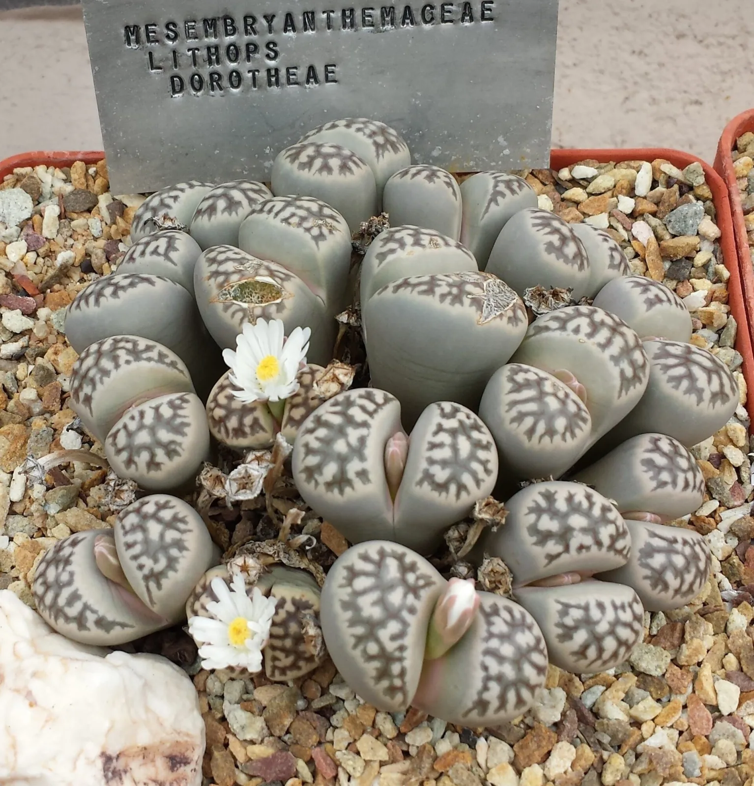Lithops dorotheae