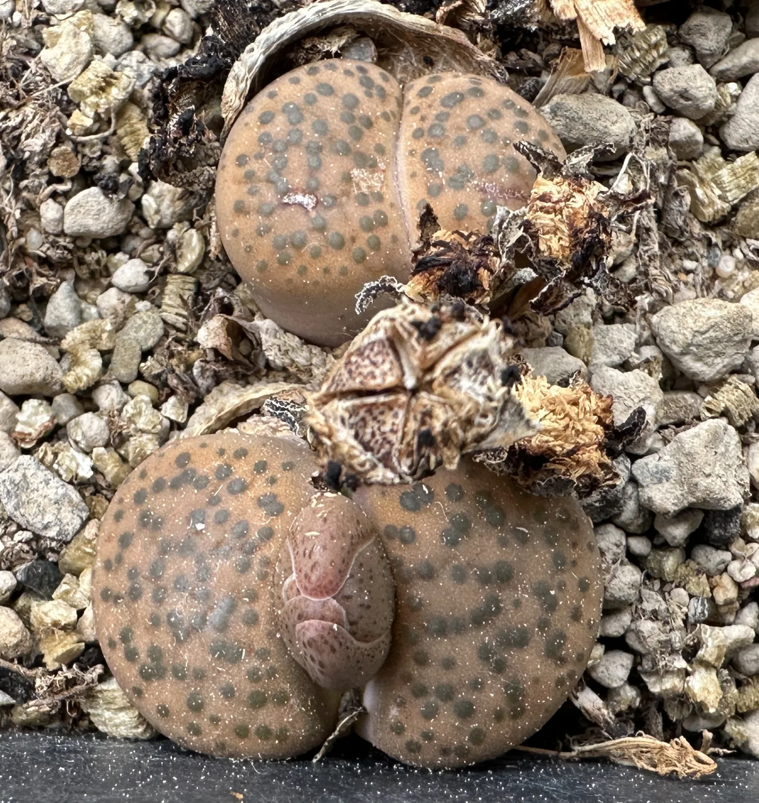 Lithops fulviceps v. fulviceps