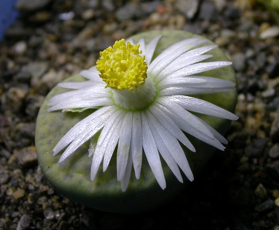 Lithops fulviceps var aurea