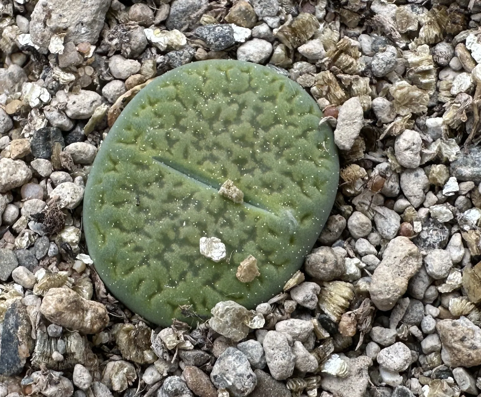 Lithops julii ssp fulleri