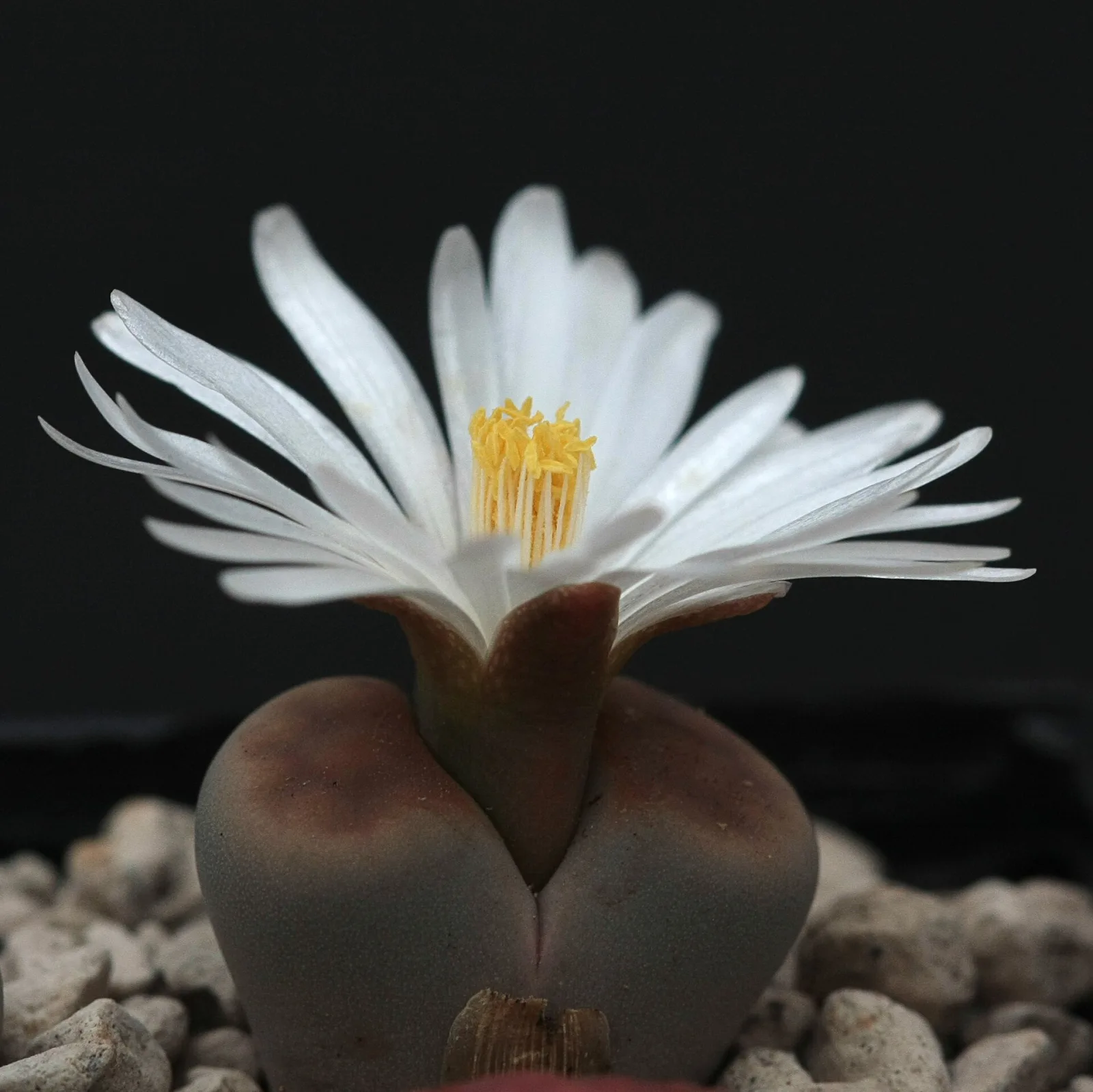 Lithops karasmontana