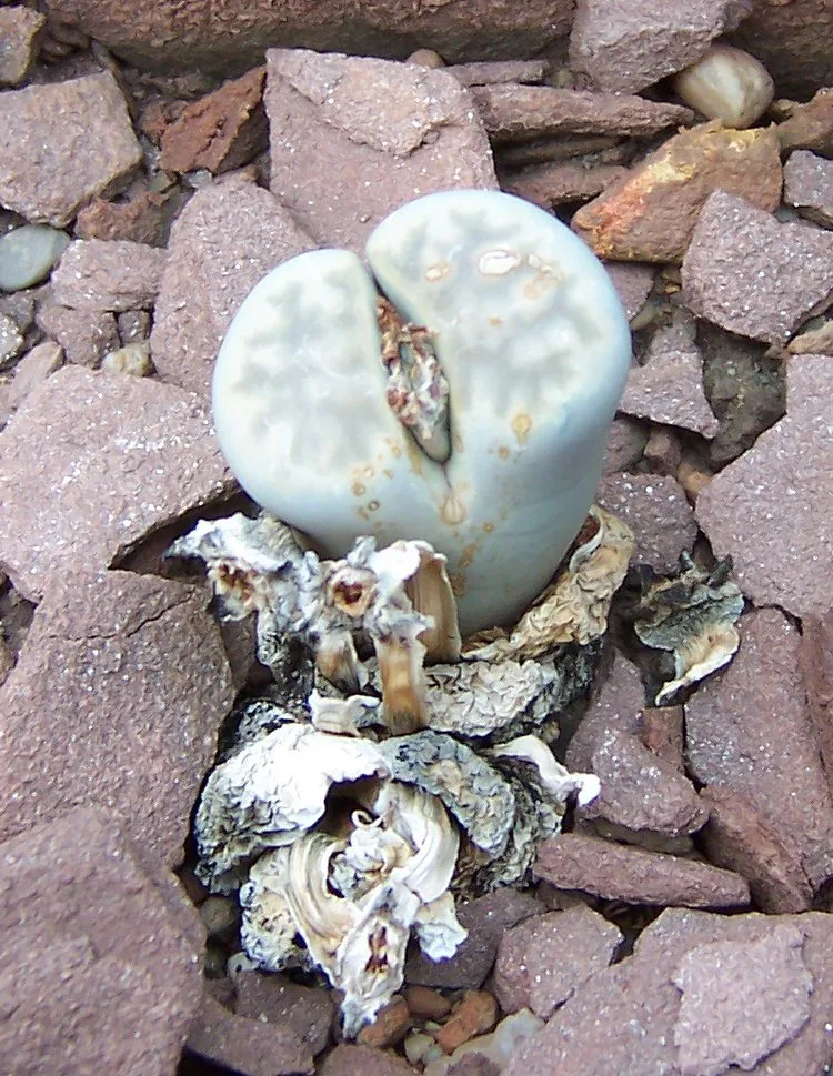 Lithops karasmontana ssp bella