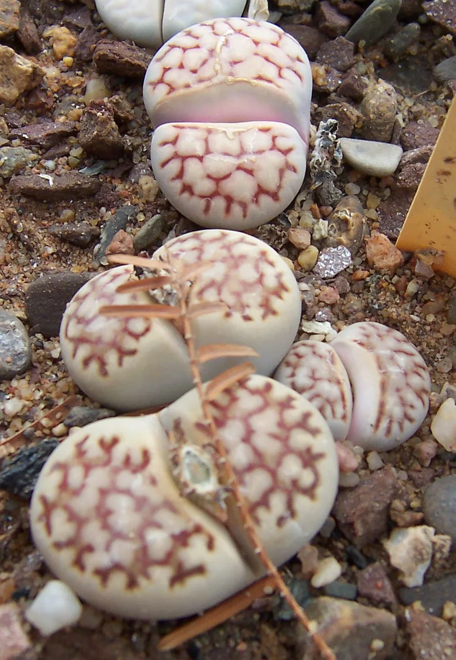 Lithops bella