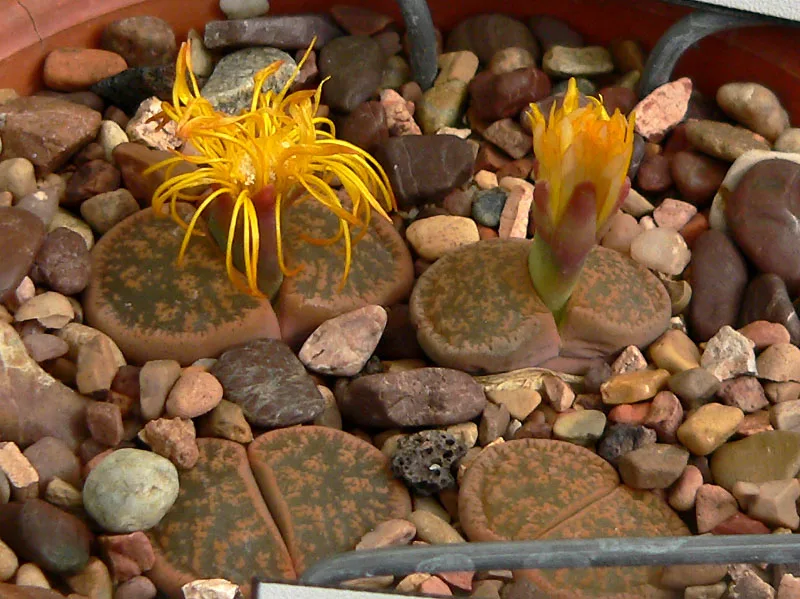 Lithops lesliei