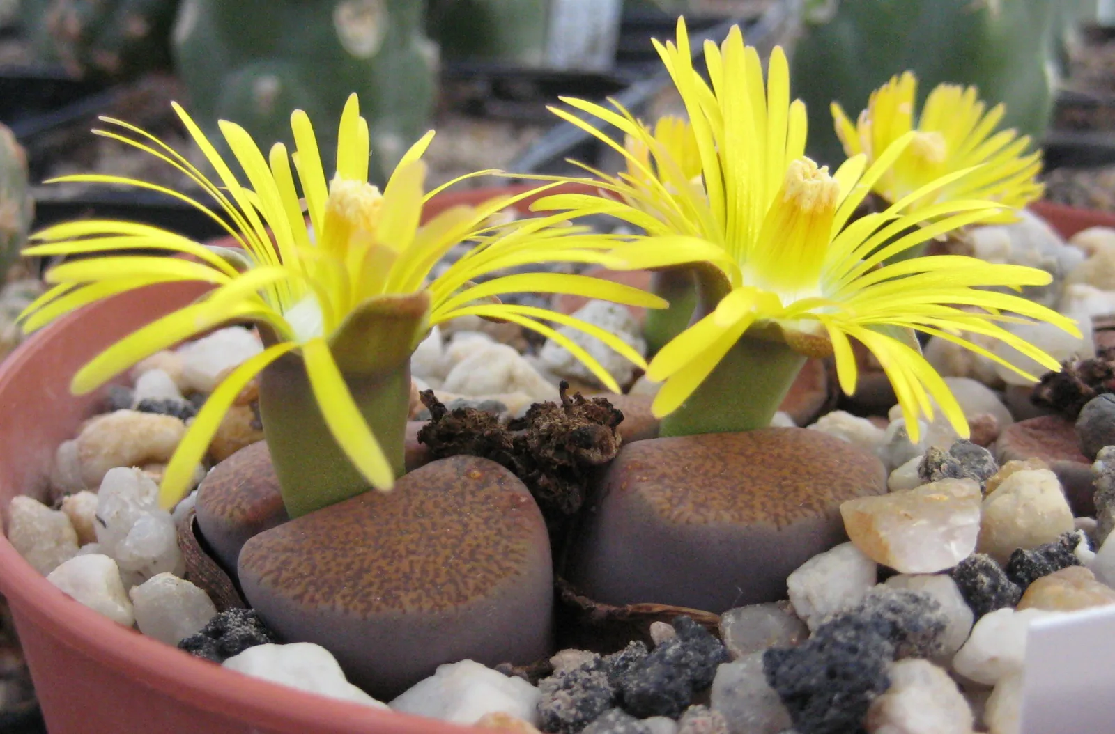 Lithops lesliei