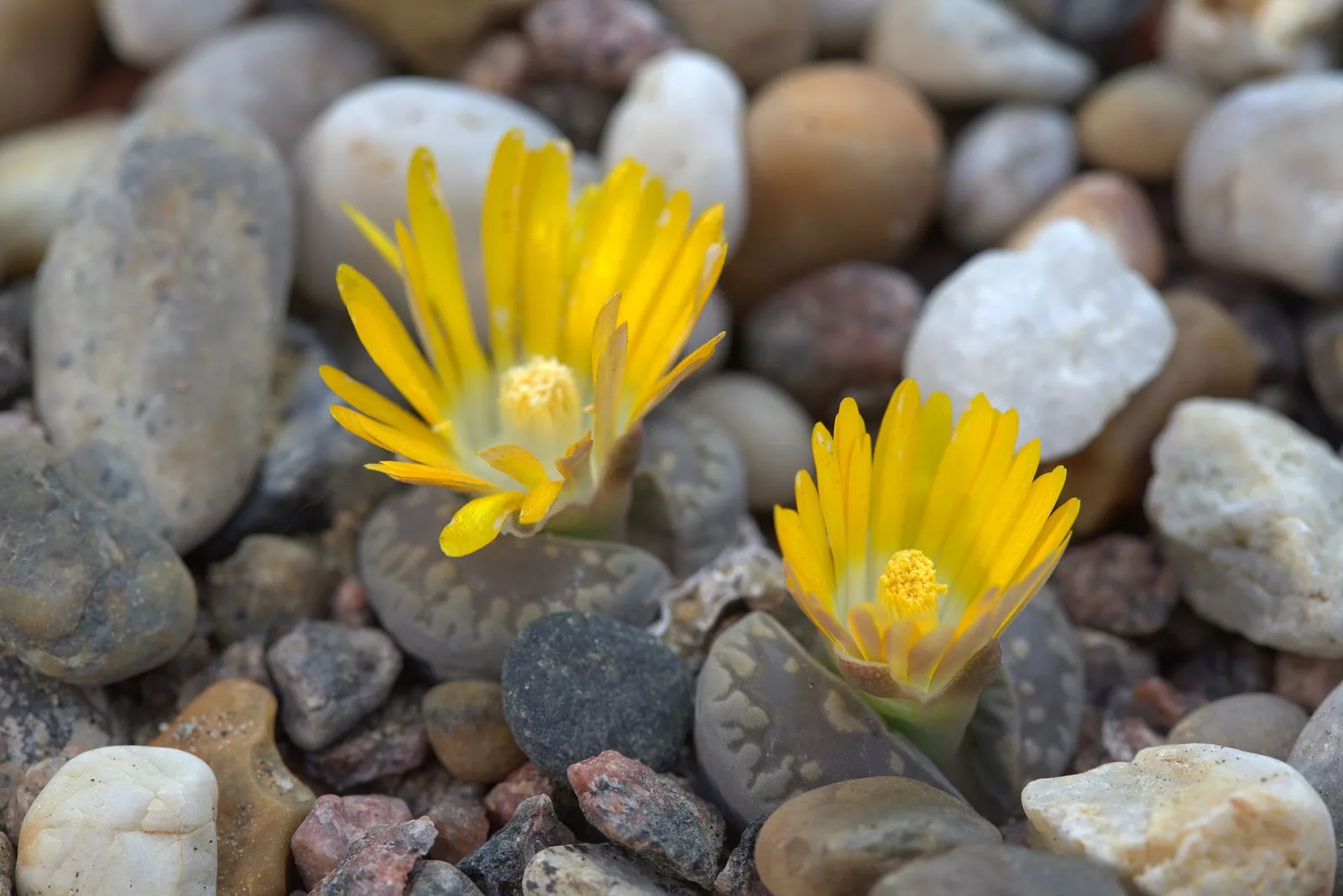Lithops otzeniana