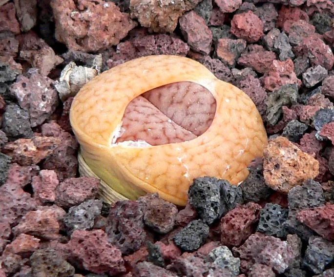Lithops pseudotruncatella var dendritica