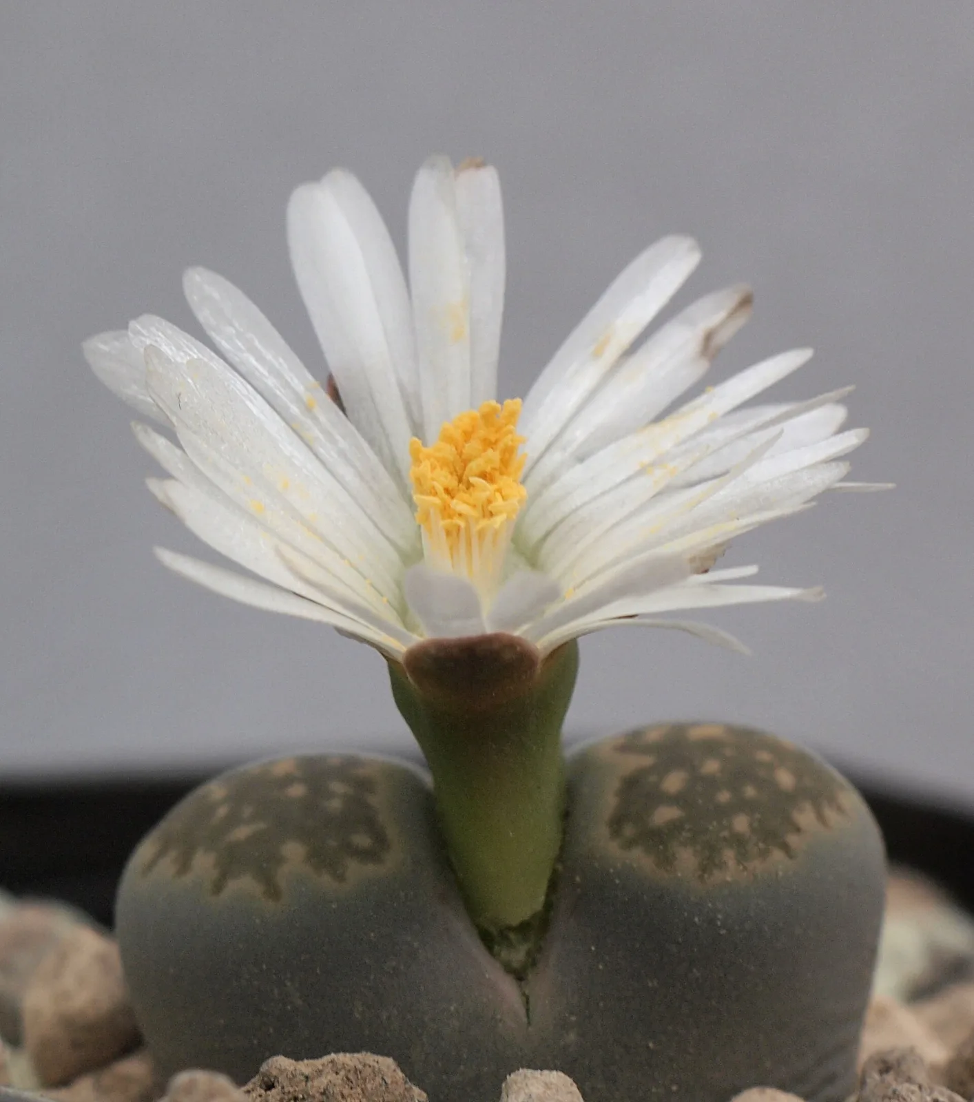 Lithops salicola