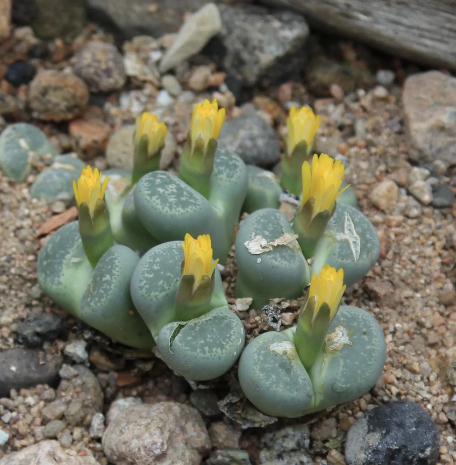 Lithops salicola
