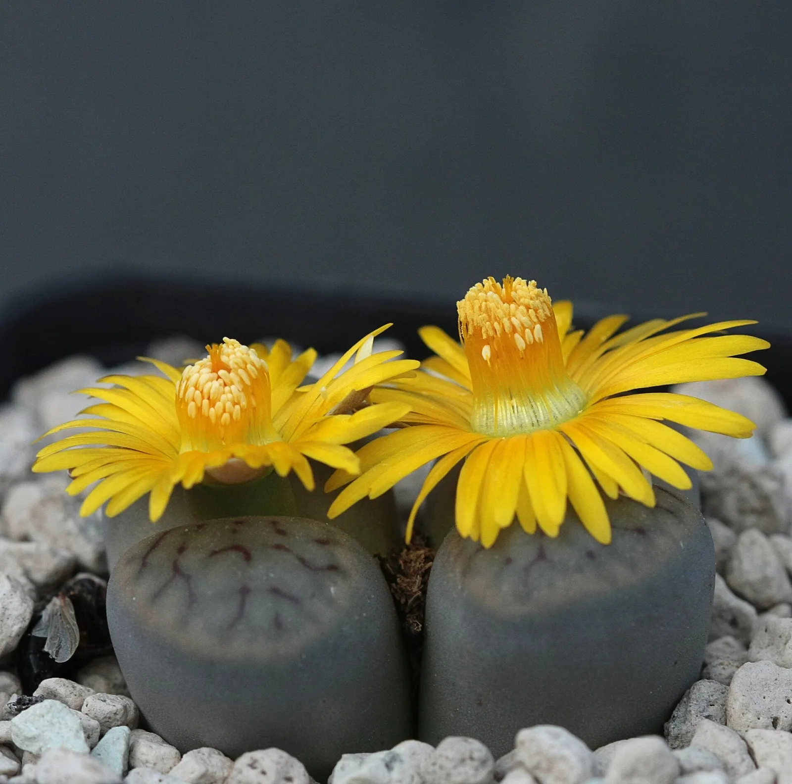 Lithops schwantesii