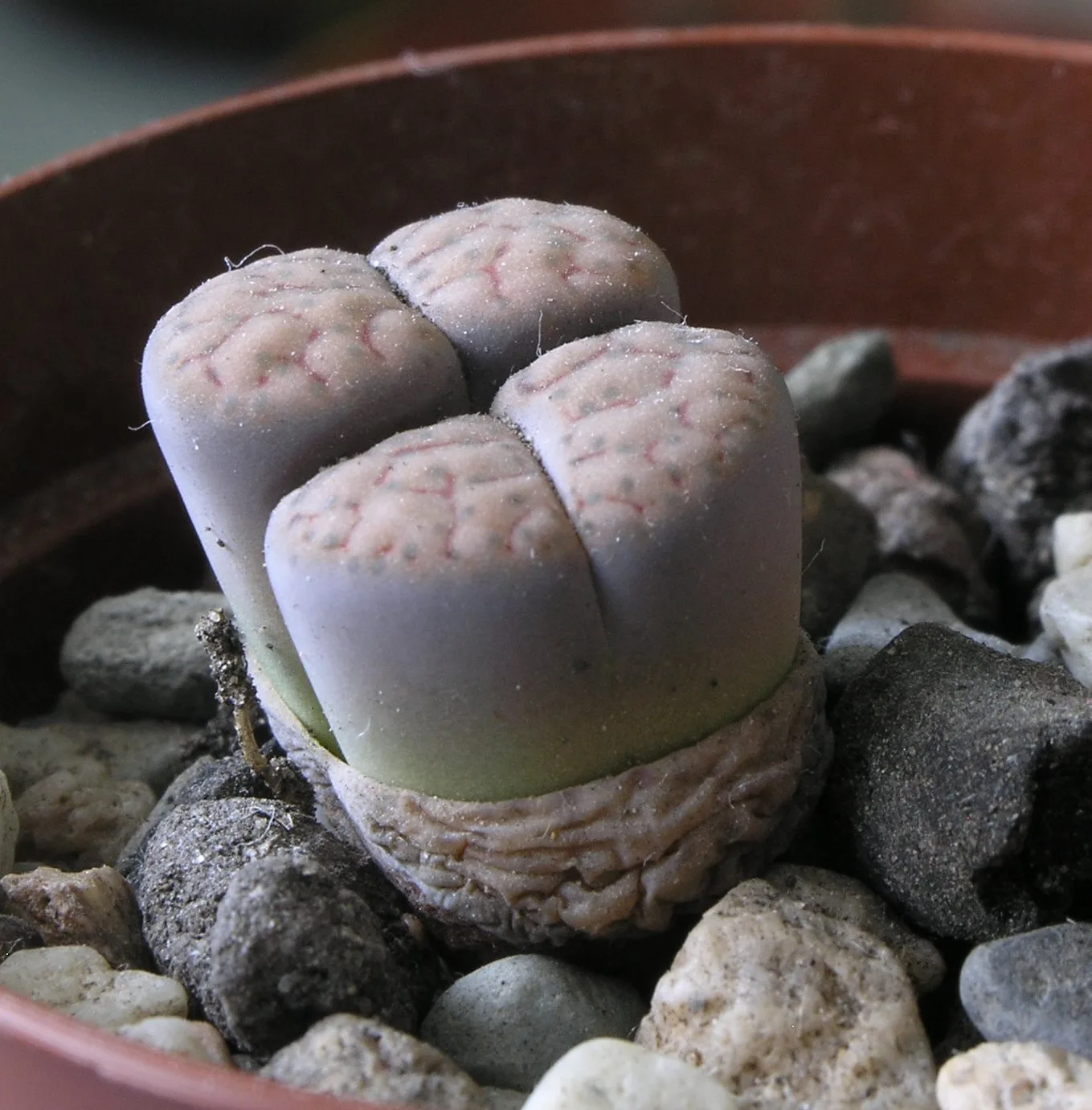 Lithops schwantesii