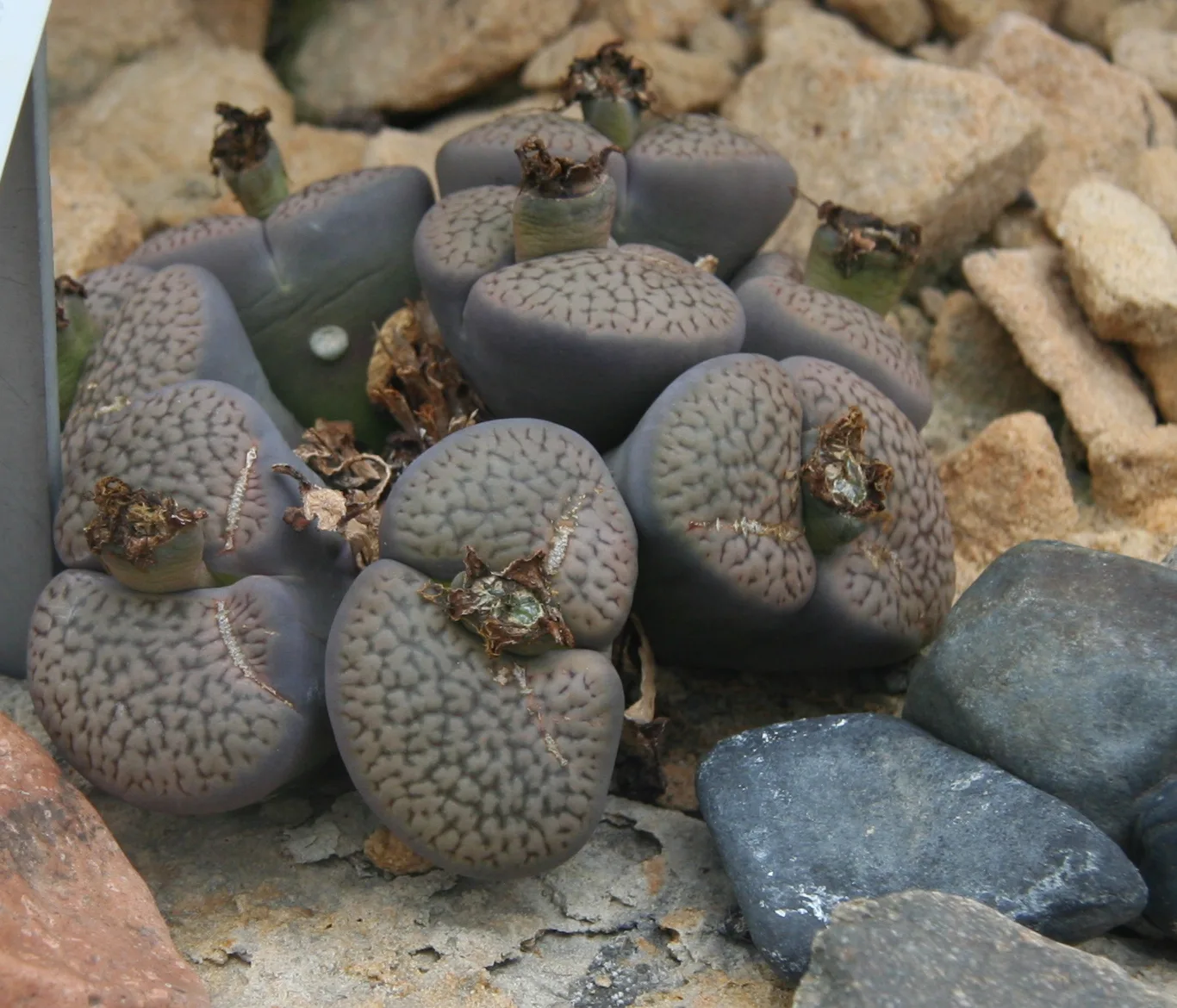 Lithops hookeri var marginata