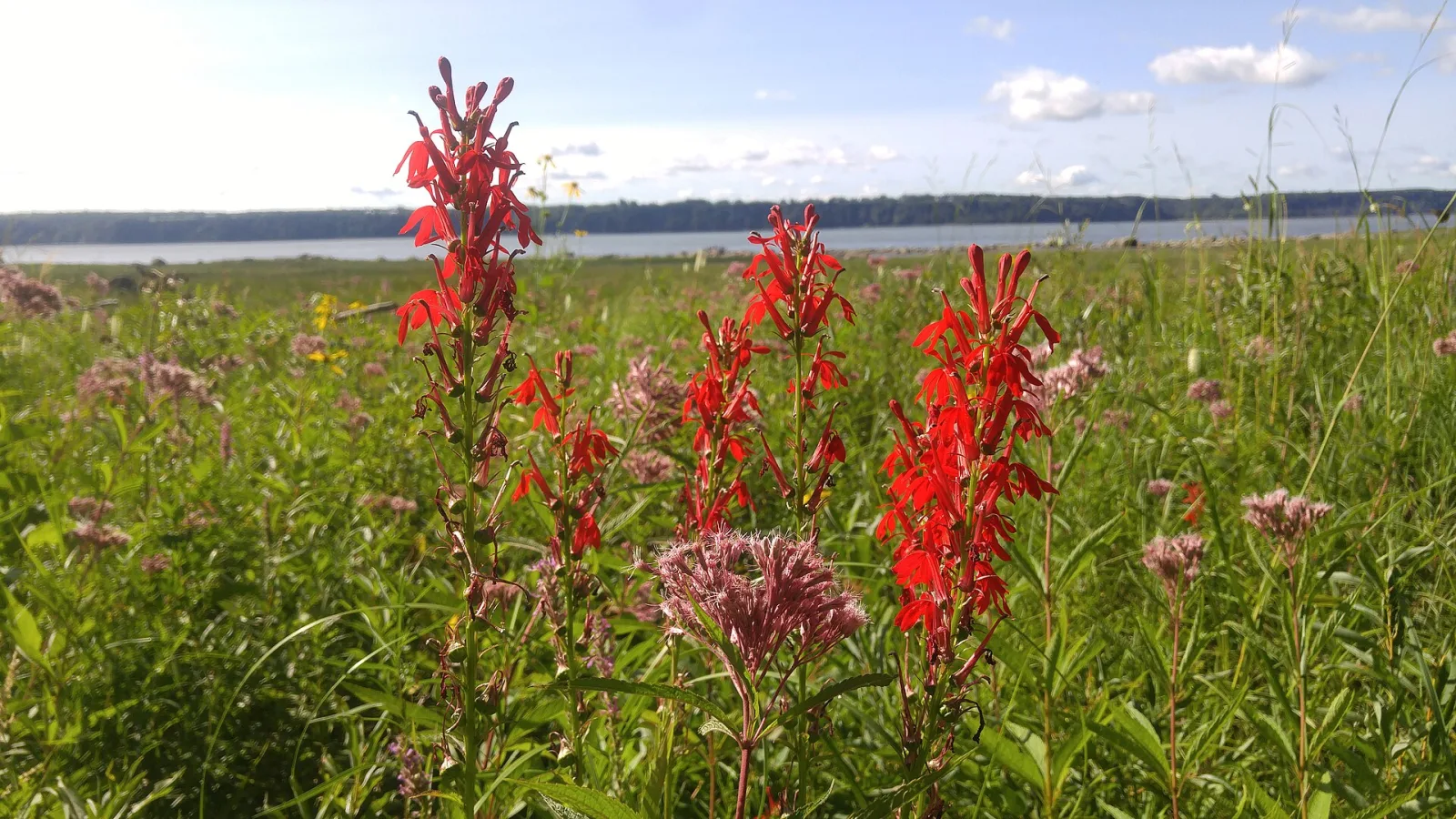 Lobelia cardinalis