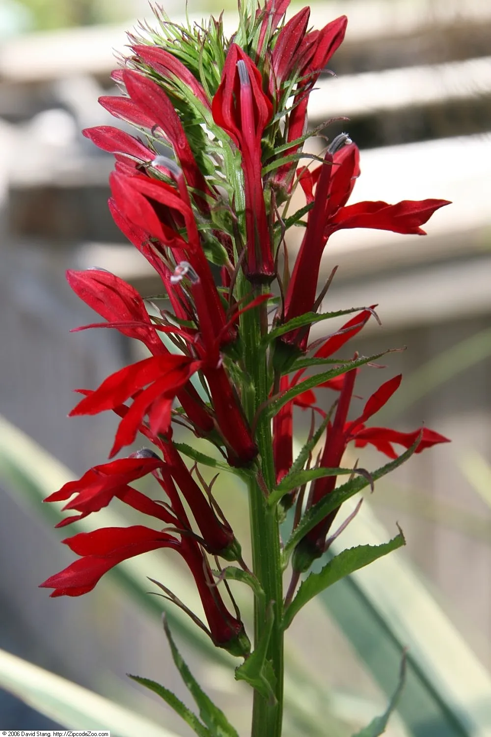 Lobelia cardinalis