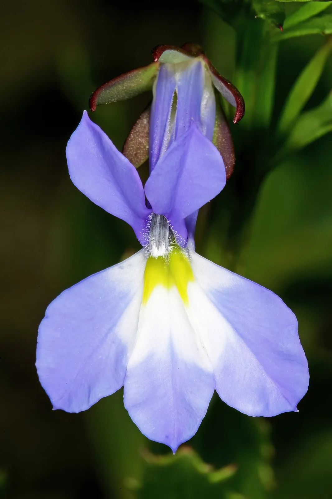 Lobelia valida