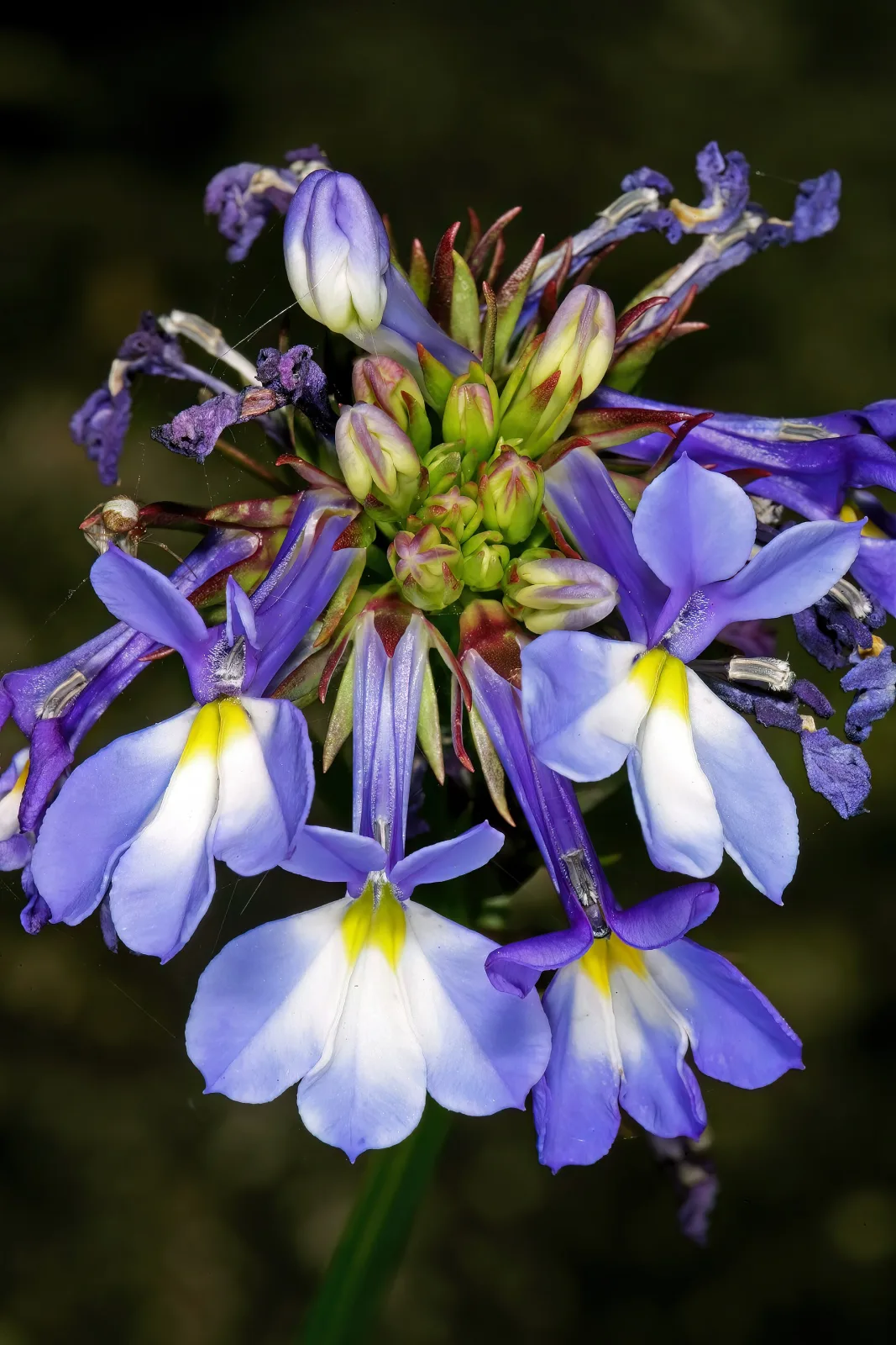 Lobelia valida