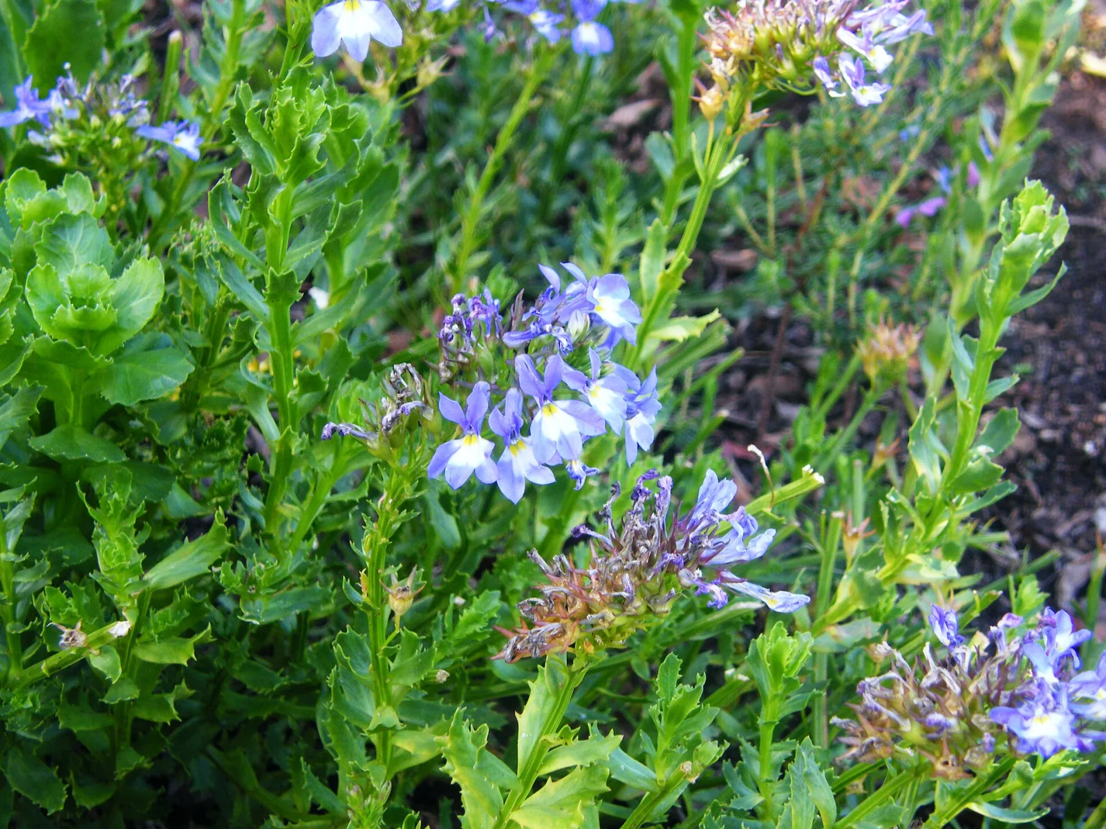 Lobelia valida