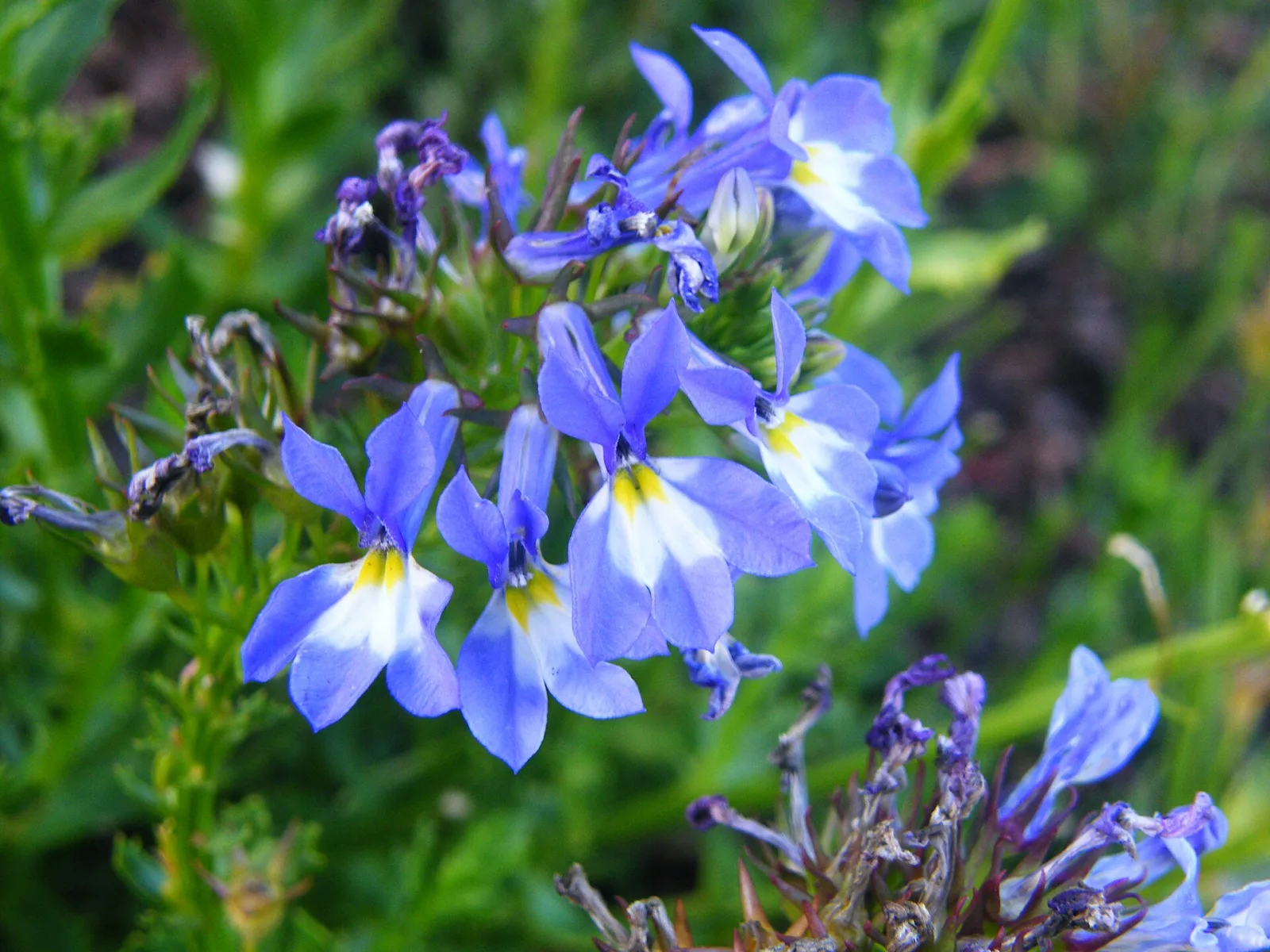 Lobelia valida