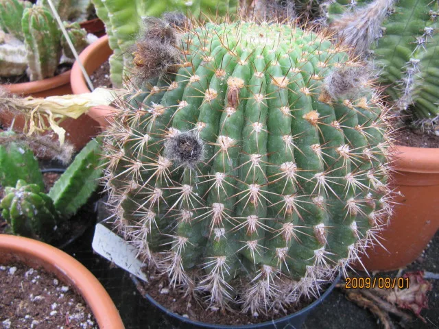 Echinopsis kermesina