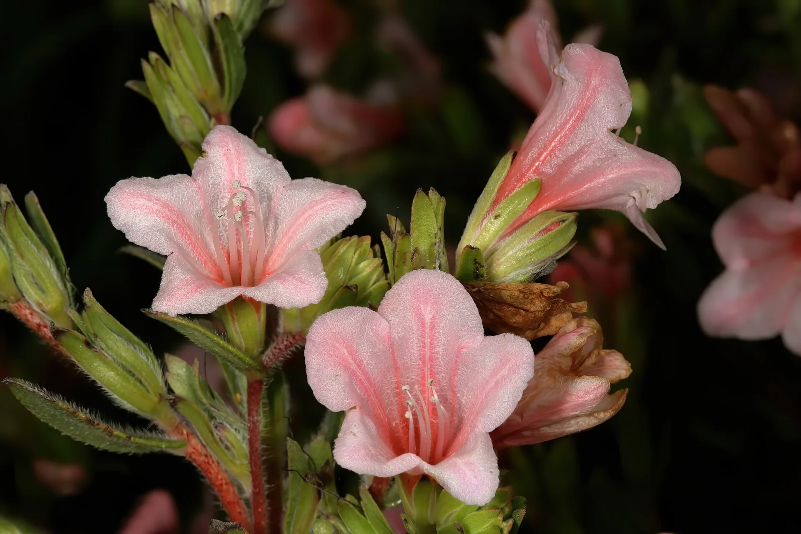 Lobostemon fruticosus