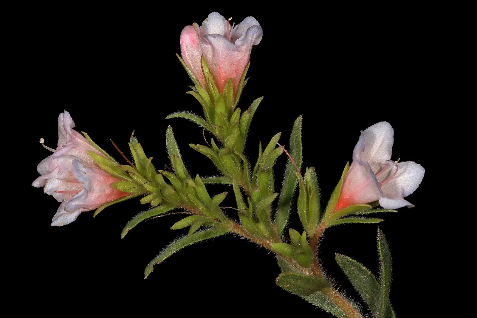 Lobostemon fruticosus