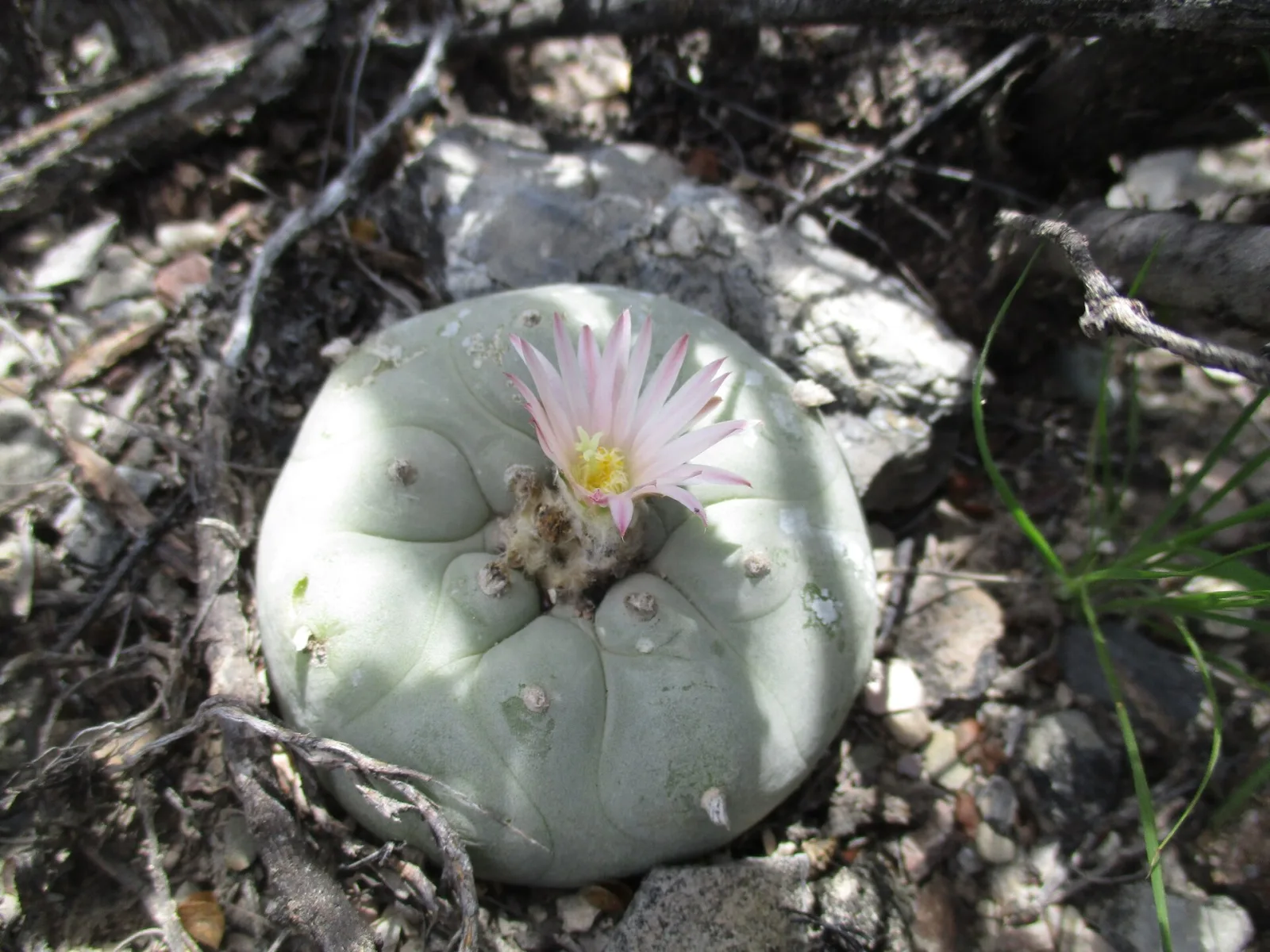 Lophophora diffusa