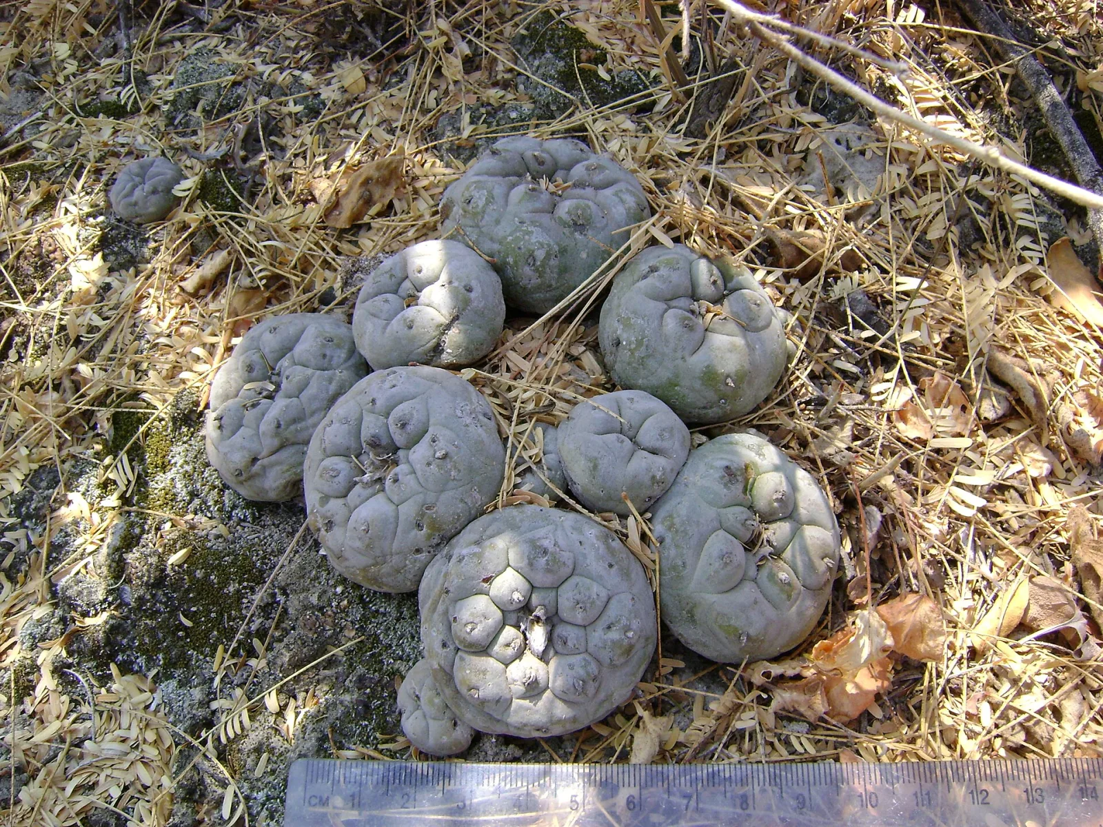 Lophophora diffusa