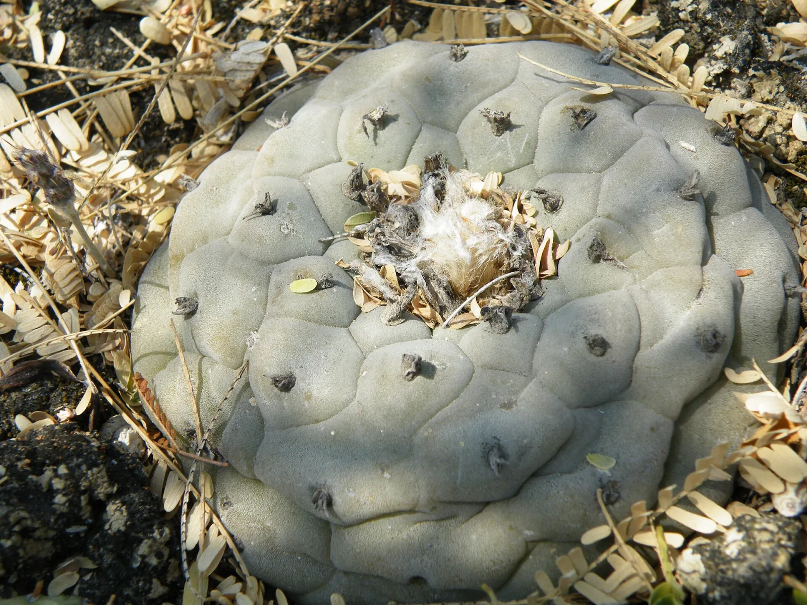 Lophophora diffusa