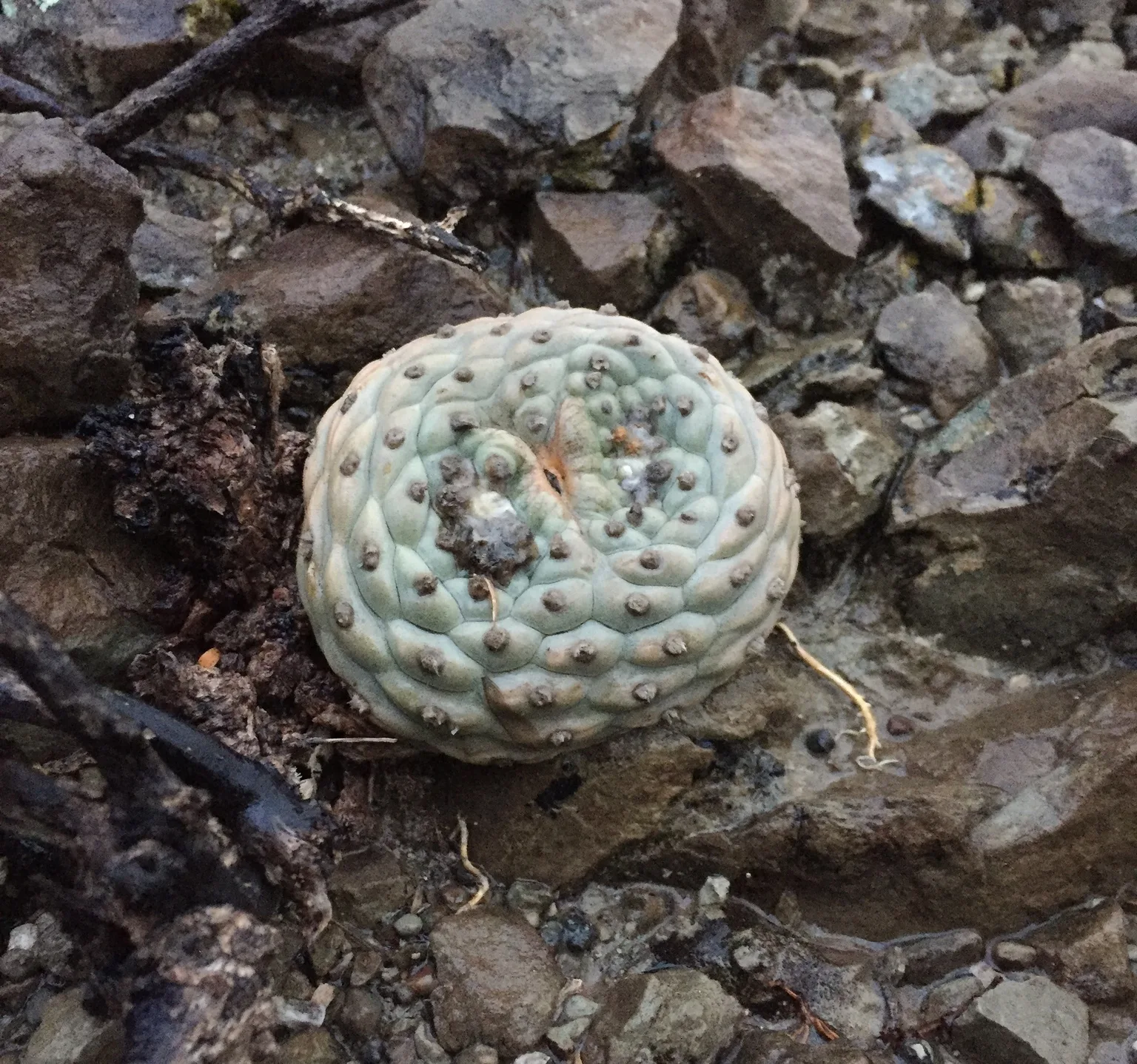 Lophophora fricii
