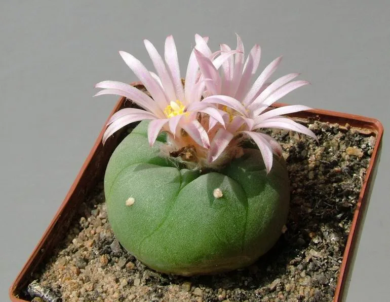 Lophophora fricii