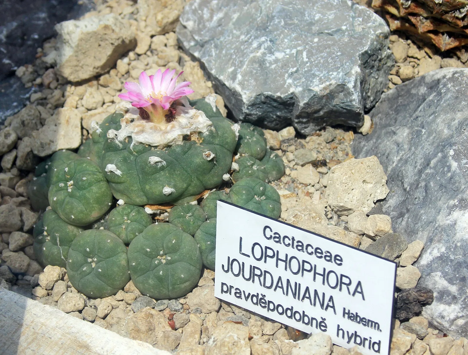 Lophophora jourdaniana