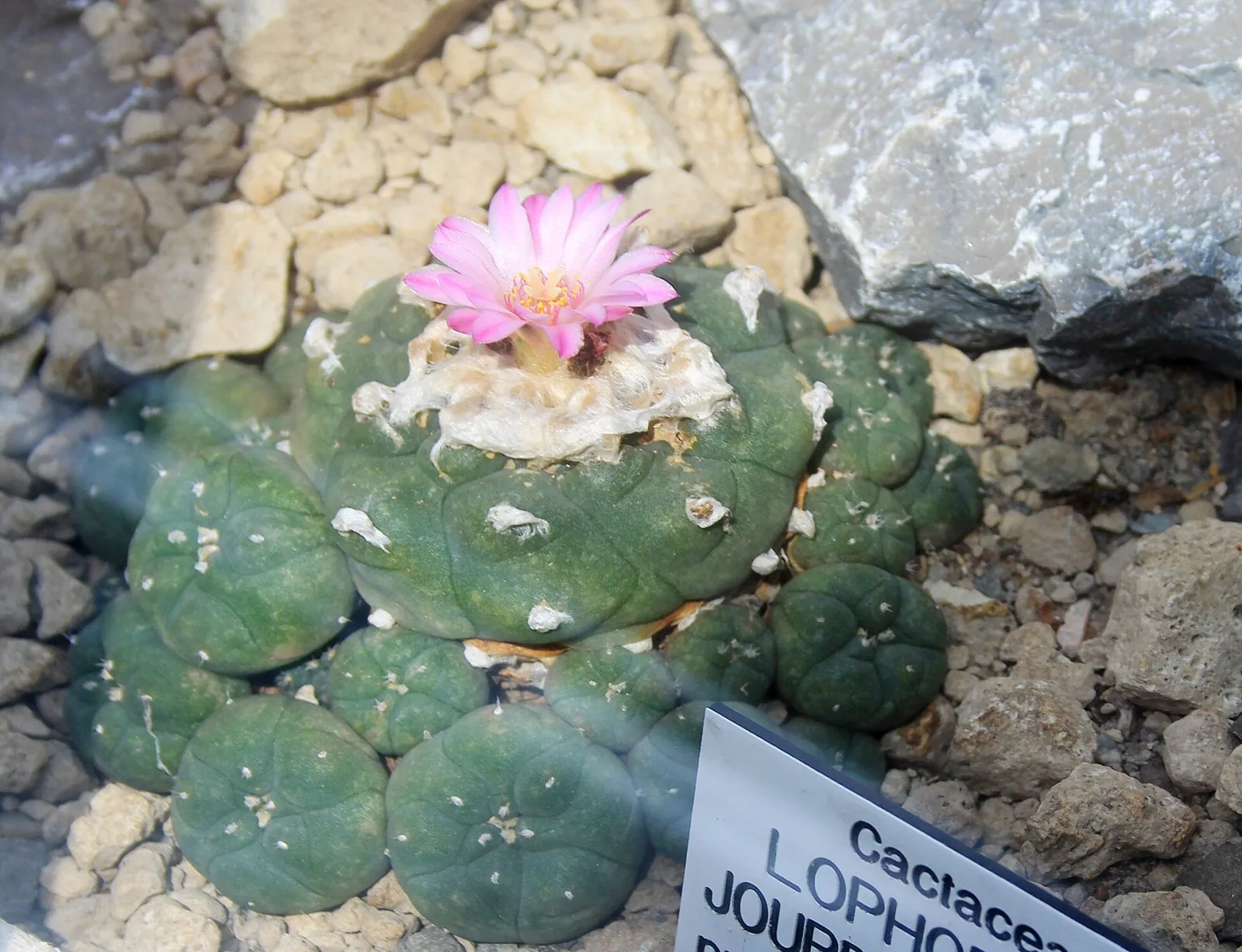 Lophophora jourdaniana